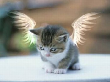l'ange
